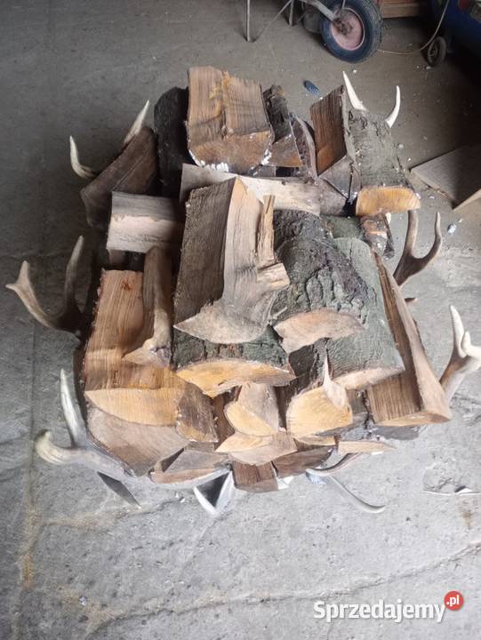 Poroże jelenia Łask