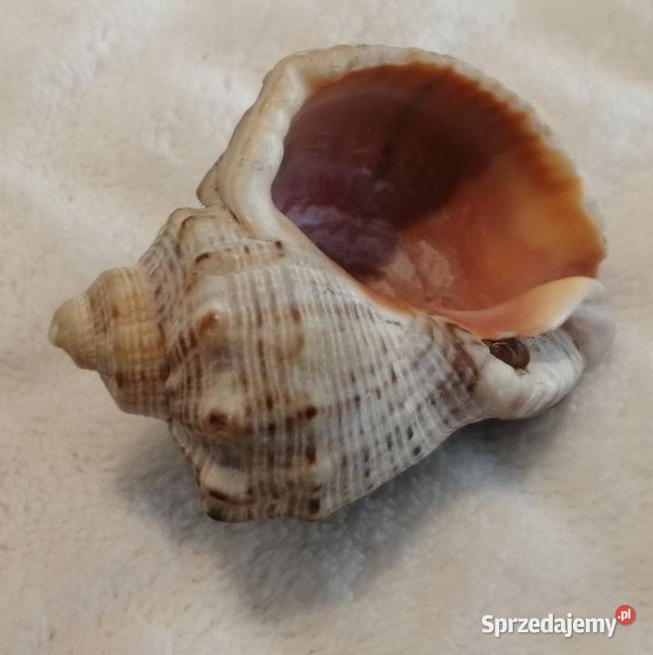 Muszla 48 62 Kreatywne Akwarystyka Czeladź
