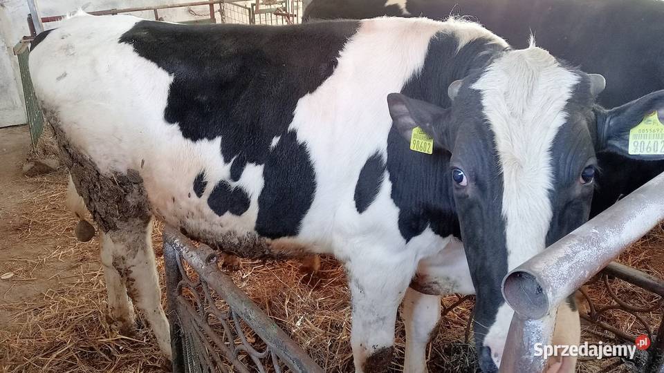 Byki opas do dalszej hodowli sprzedam