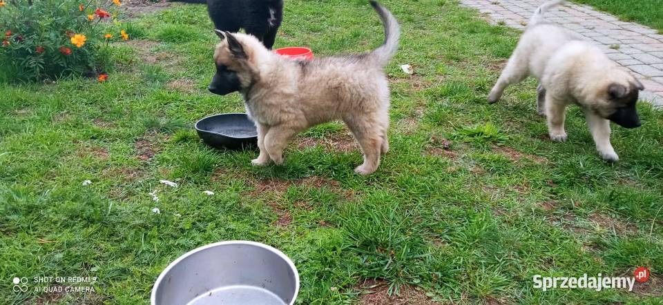 Owczarek belgijski tervueren małopolskie Tarnów sprzedam