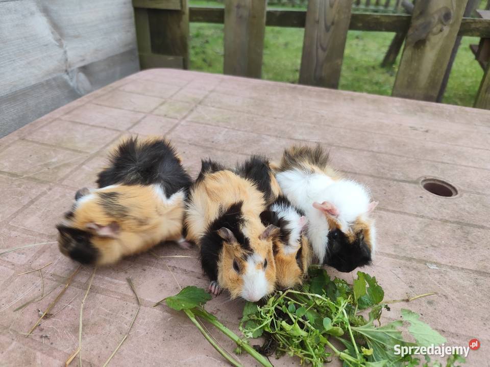 Świnki morskie wielkopolskie