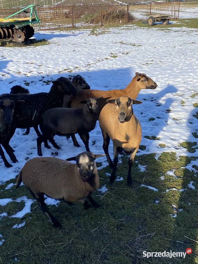 Sprzedam owce kameruńskie jagniętadorosłe Strzelce Wielkie sprzedam