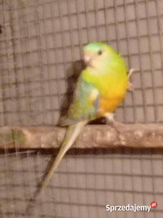 Papugi świergotki wielkopolskie Kobylin