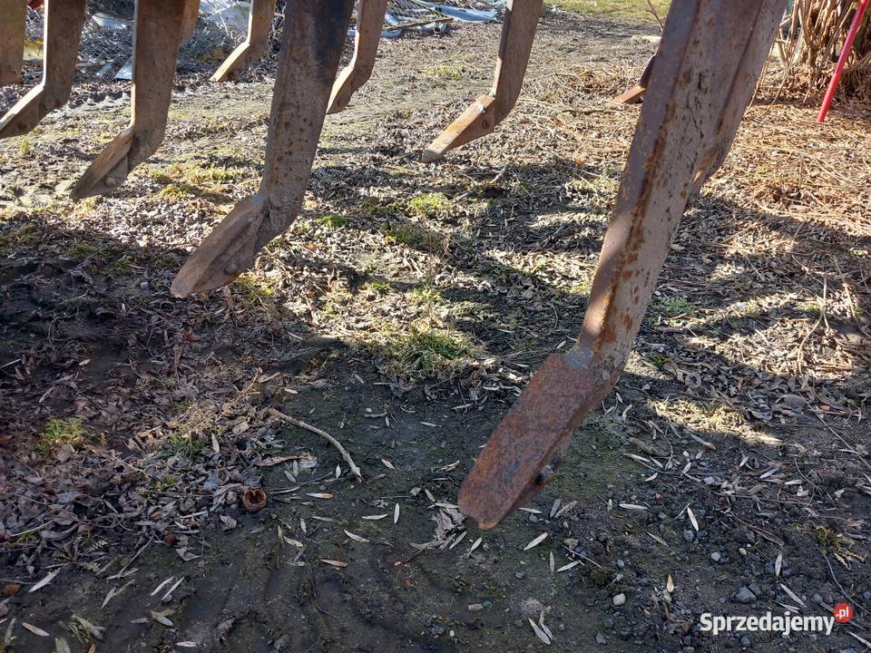 Bezorkowiec głębosz Lisewo Kościelne