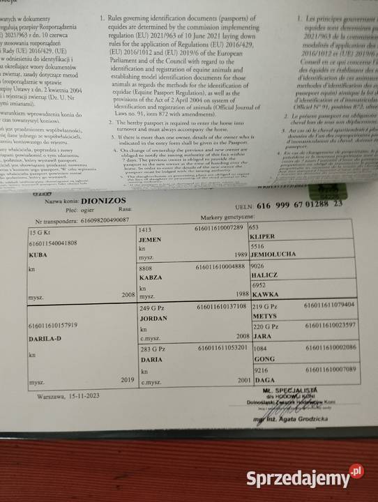 Konik polski śląskie Winowno