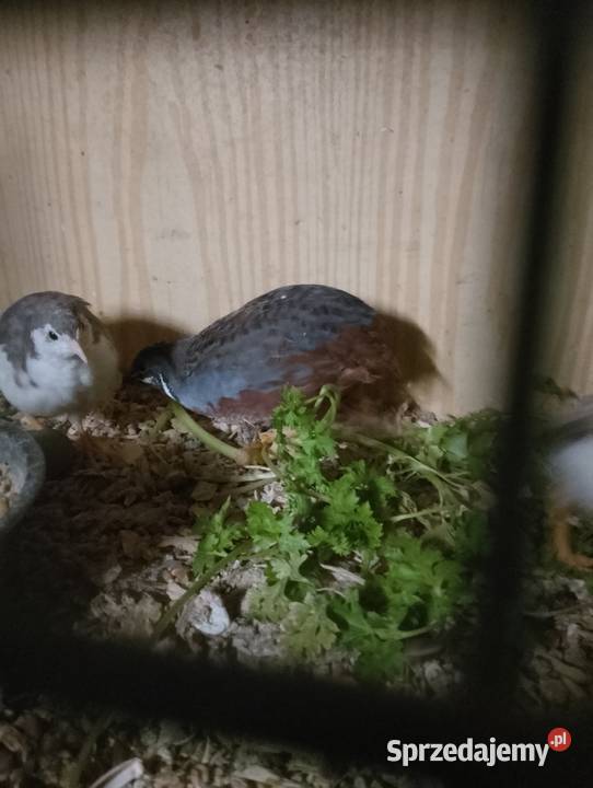 Przepiórki chińskie Dubin