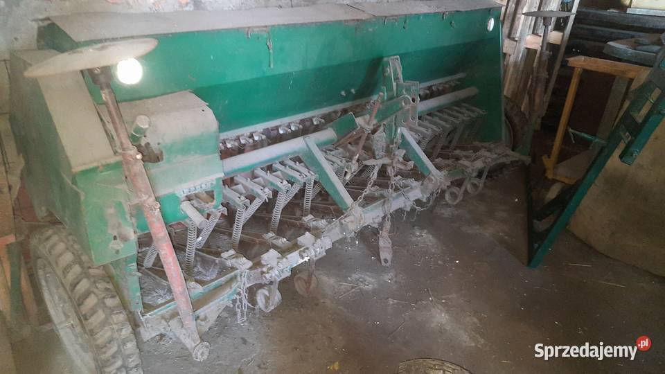 Siewnik poznaniak Miechowice Oławskie