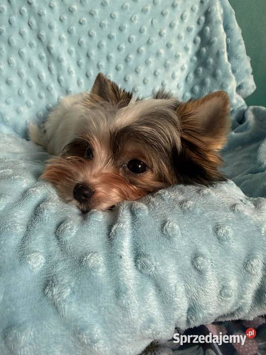 York biewer Samiec Gdynia