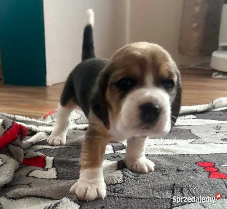 Beagle tricolor ZKwP śląskie Konopiska