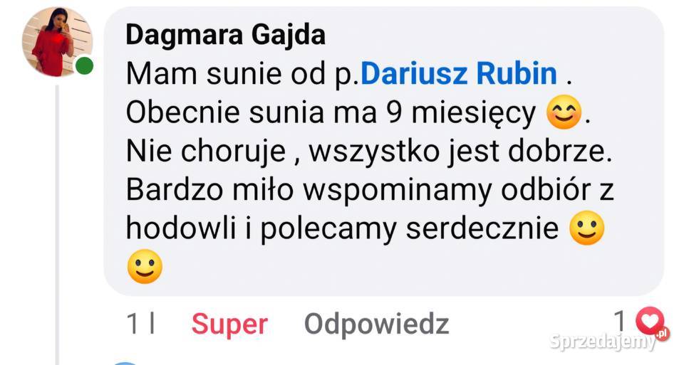 Śliczne pieski Maltańczyk Maltańczyki
