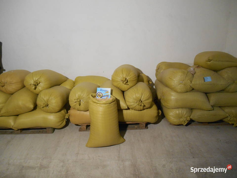 Owies Bingo z centrali Daszyna