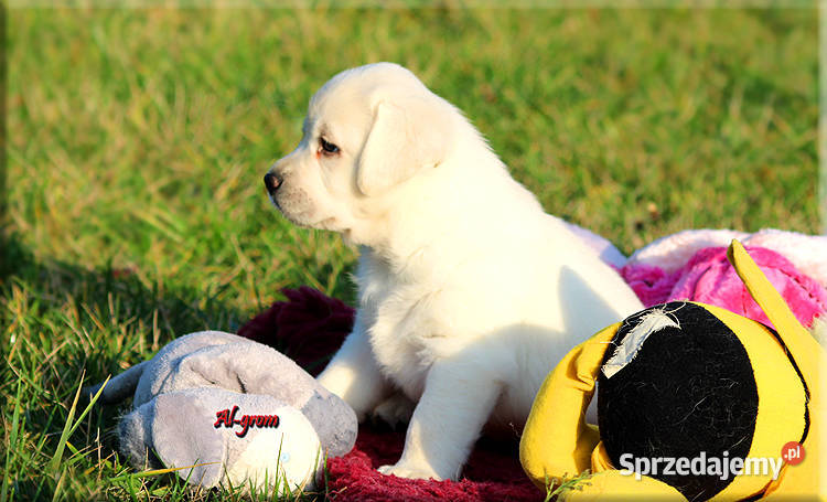 Żółtebiszkoptowe szczenięta rasy Labrador