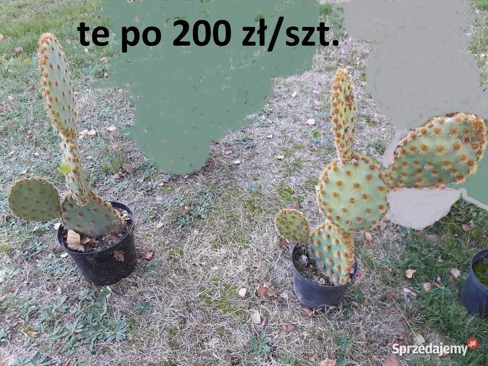 Opuncja kaktusy różne rodzaje i wielkości Rzeszów sprzedam