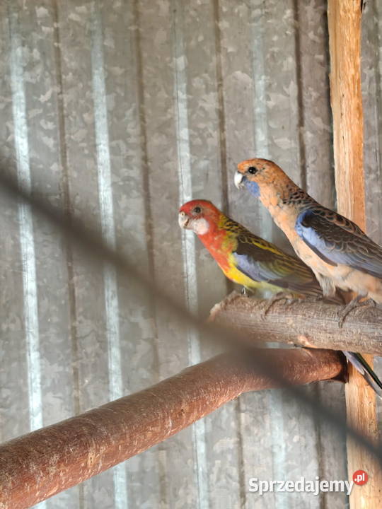 Sprzedam papugi rozella królewska białolica Sochaczew sprzedam