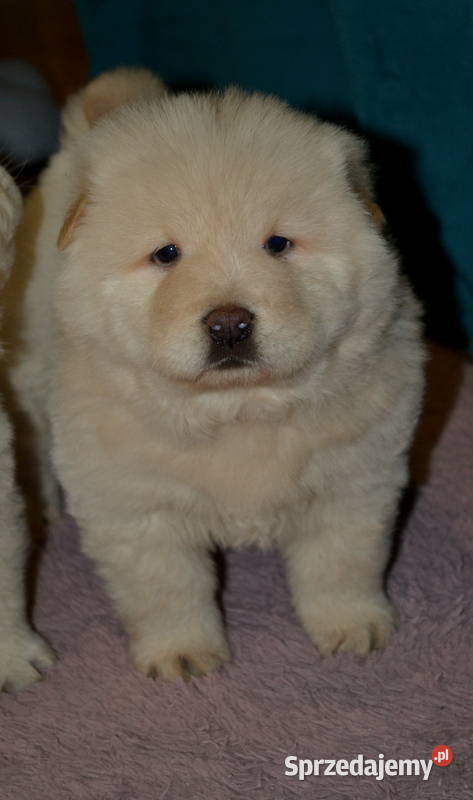 CHOW CHOW PIĘKNE ŚLICZNE SUNIE I PIESKI Janinów