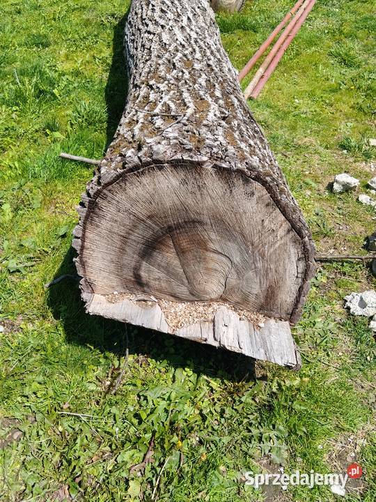 Pień orzecha włoskiego Dębowiec