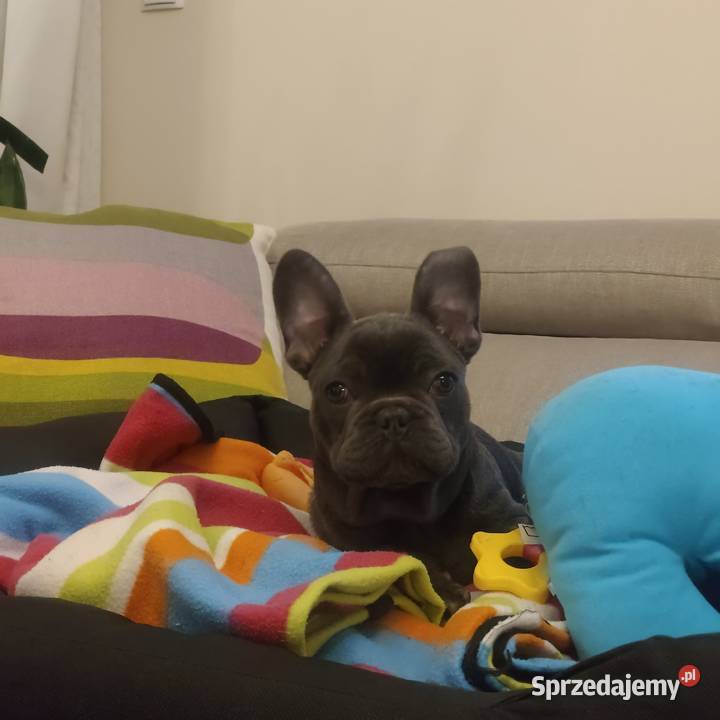Buldog francuski BLUE niebieski pies piesek Padew Narodowa sprzedam