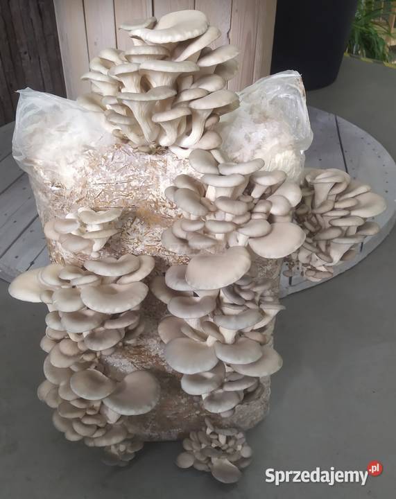 Grzybnia BOCZNIAKA duża kostka około 15 HIT Pozostałe Cieszyn