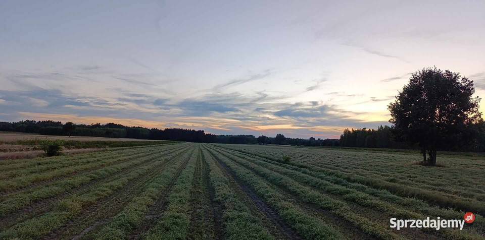 Seradela z sezonu 2025 15 t mazowieckie Przyłęk