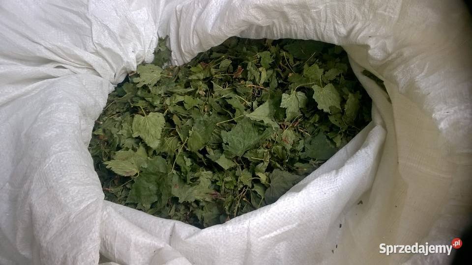 Liście liść porzeczki agrestu aronii suchy mokry lubelskie Fajsławice sprzedam