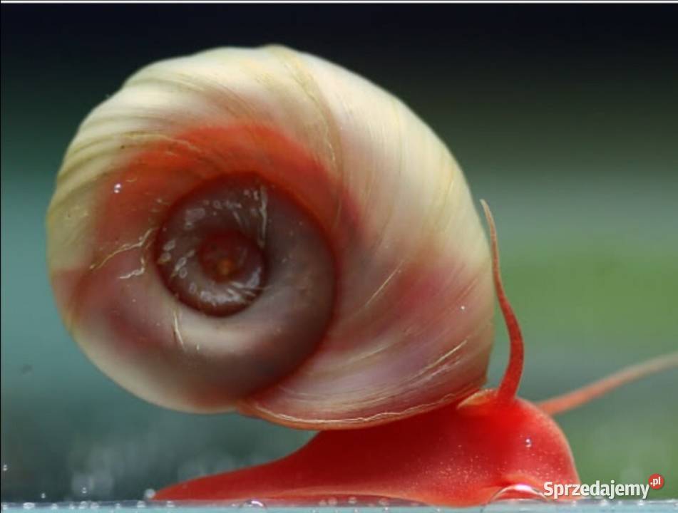 Planorbella SP Pink ZATOCZEK RÓŻOWY Tarnów