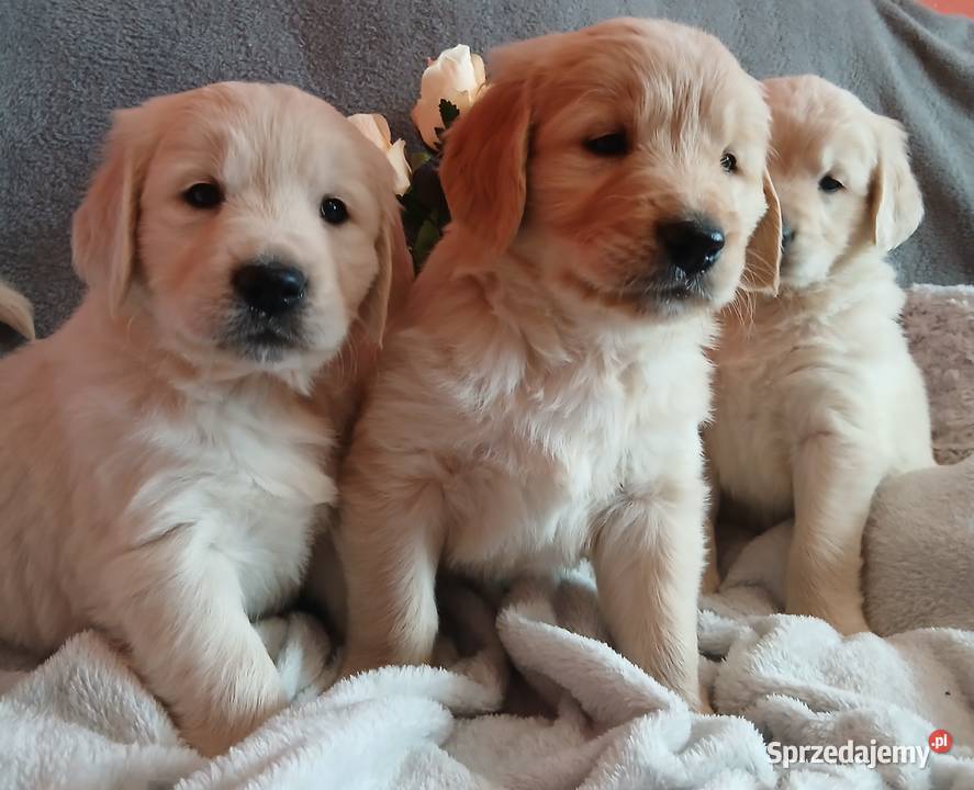 Golden Retriever z rodowodem Golden Retriever Toruń