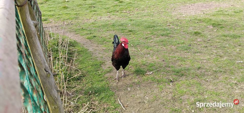 Koguty włoszki legbary 25r Pruchna
