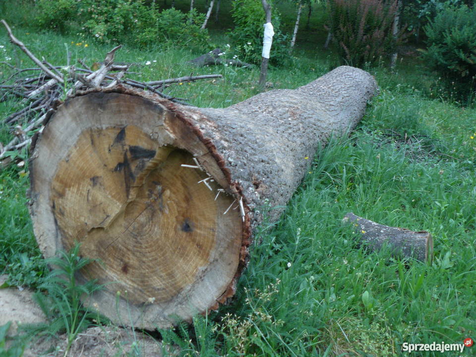 Sprzedam dęba w klocu podkarpackie Rozbórz Okrągły