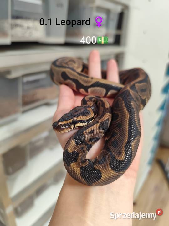 Młode pytony królewskie Pruszków