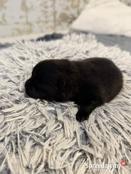 Szpic miniaturowy pomeranian Szpic miniaturowy śląskie Gliwice