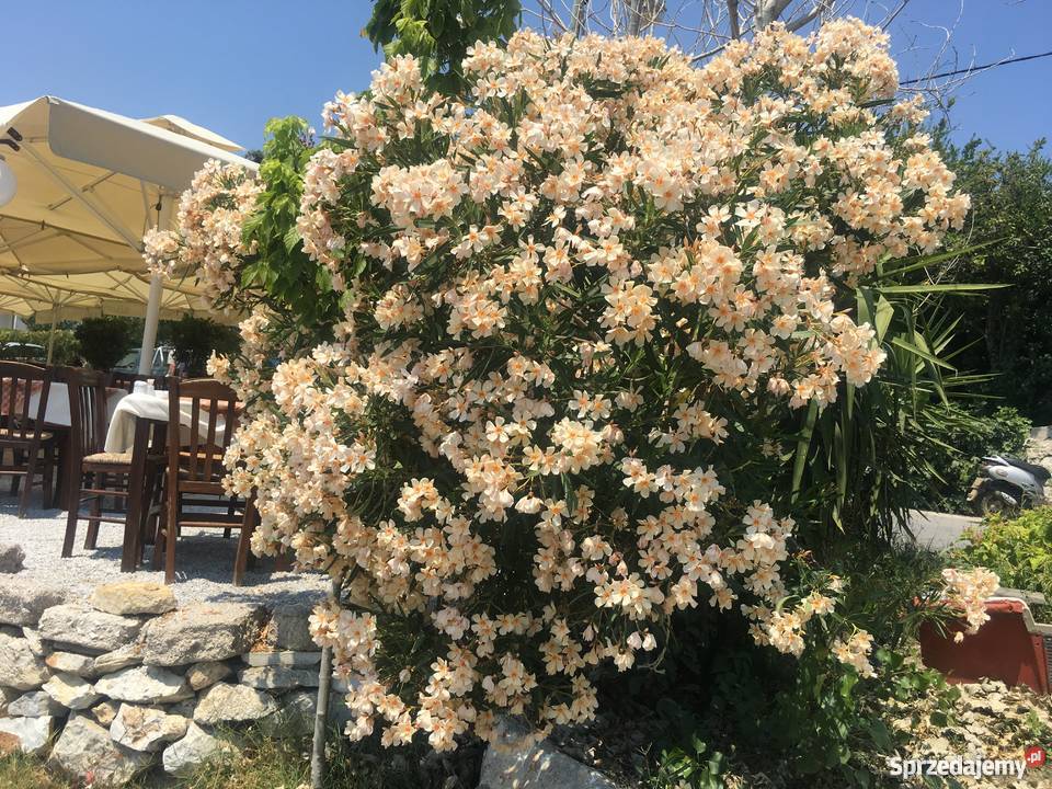 Gałązki oleandrów do ukorzenienia Brzeźnica