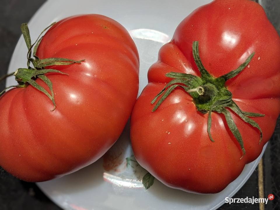 Oxheart pomidor nasiona kolekcjonerdkie