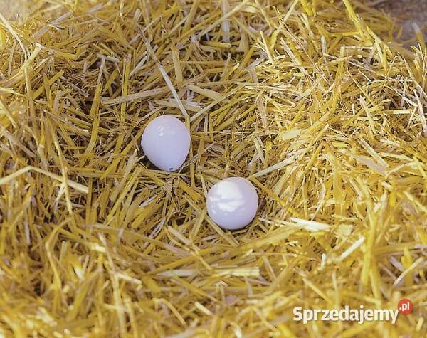 Sztuczne jaja 2 VV73004 Kamionna