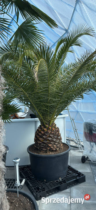 Sprzedam piękne palmy do ogrodu Wrocław