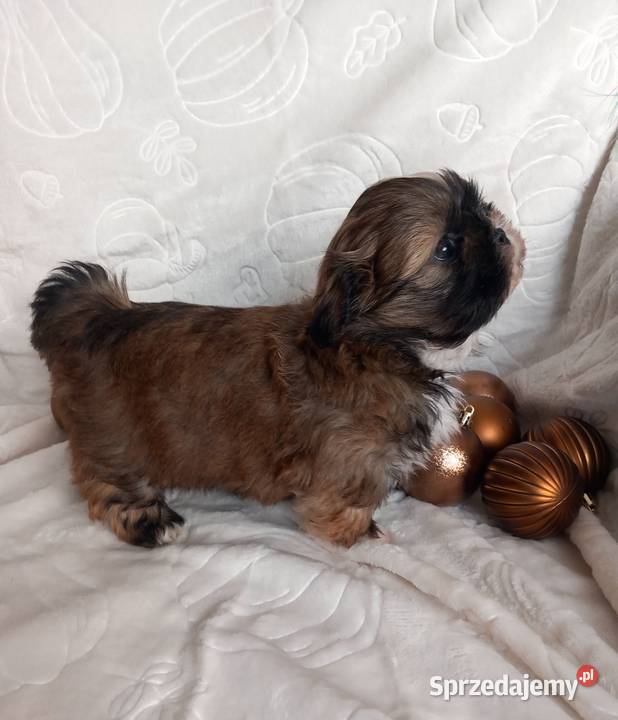 ShihTzu chłopiec odbiór w grudniu Strzelce Opolskie
