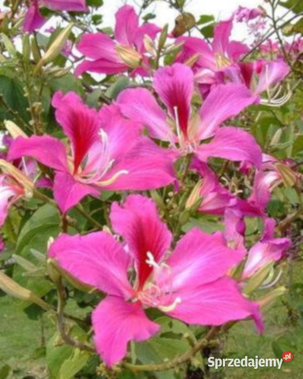 BAUHINIA PURPUROWA Bauhinia Purpurea NASIONA 30 Ogród Lubanie