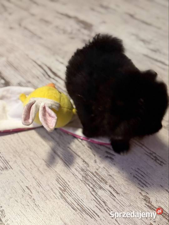 Szpic pomeranian boy Poniszowice