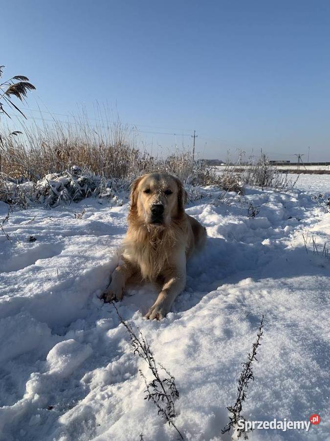 Golden Retriever REPRODUKTOR Golden Retriever Raszyn