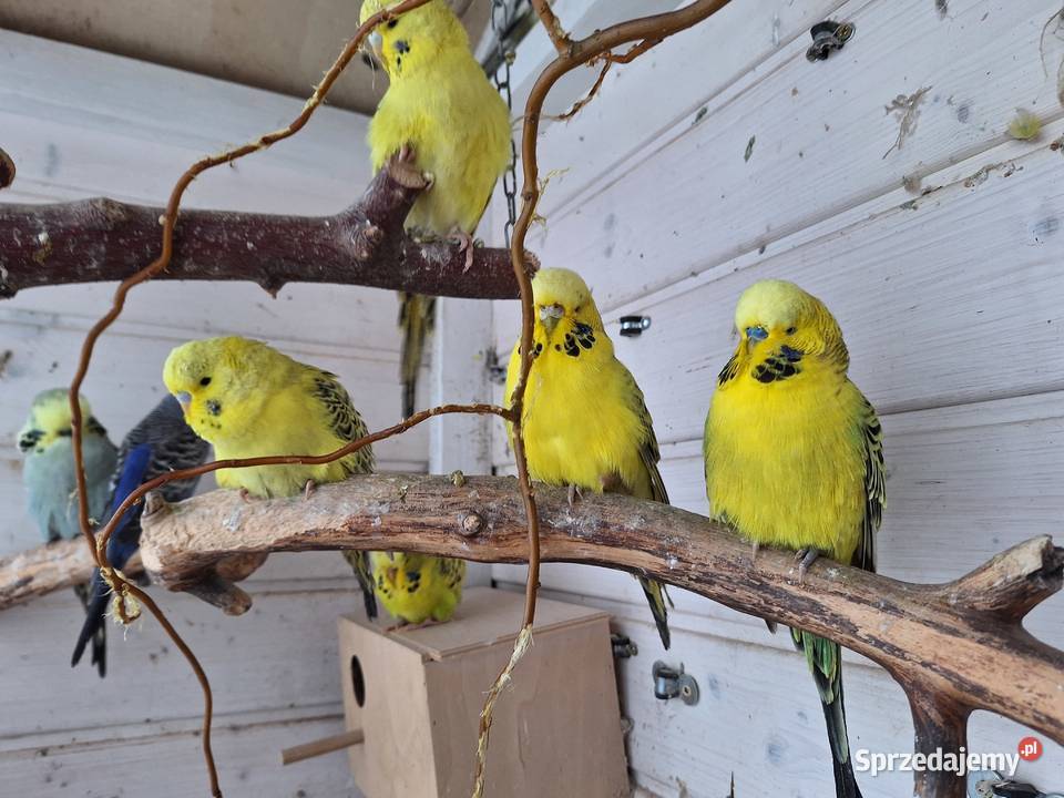 Papugi faliste rasowe i Nimfy Wystawowe lubuskie Otyń