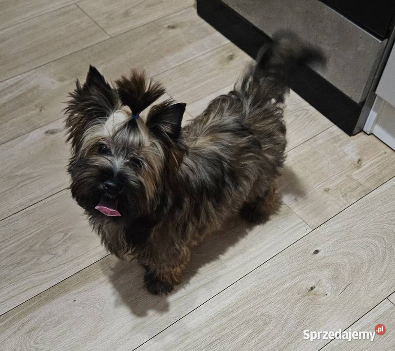 Śliczny piesek York Ocean Pearl Unikatowe Cudo