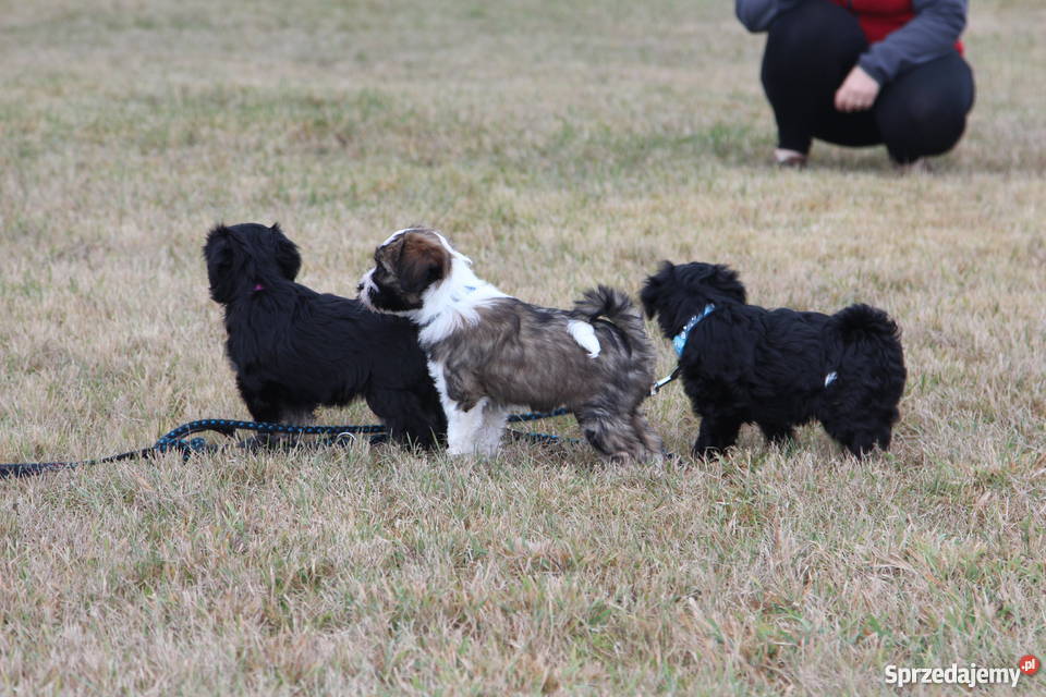 Terier tybetański tibetan terier Kolekcjonerzy