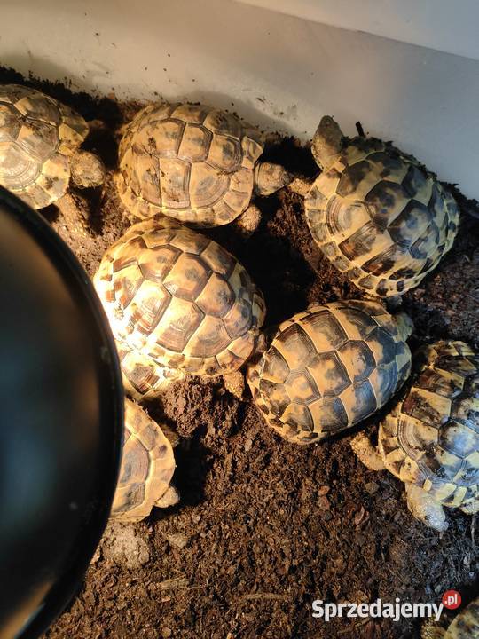 żółw Grecki Żółw Olsztyn samiec samica Cites 357