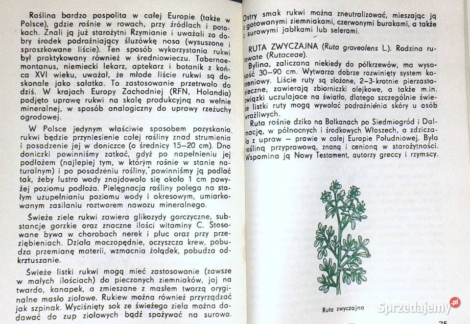 Zioła w doniczkach Piotr Metera lubelskie Chełm