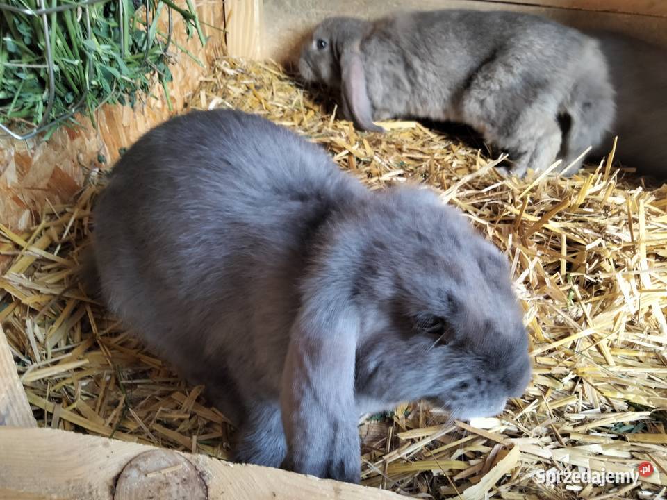 Sprzedam króliki rasy Baran Francuski Niebieski Pozostałe mazowieckie Zdany