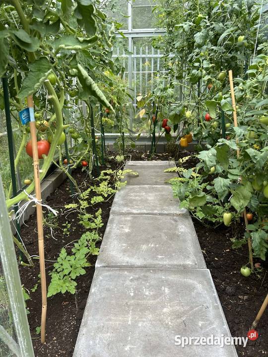 Sprzedam działkę ROD Kajetany z domkiem