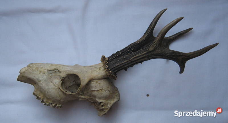 Poroże z czaszką Sporty strzeleckie i myślistwo Kraków