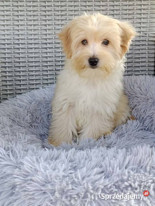 Piesek Maltipoo Psy Szczaworyż sprzedam