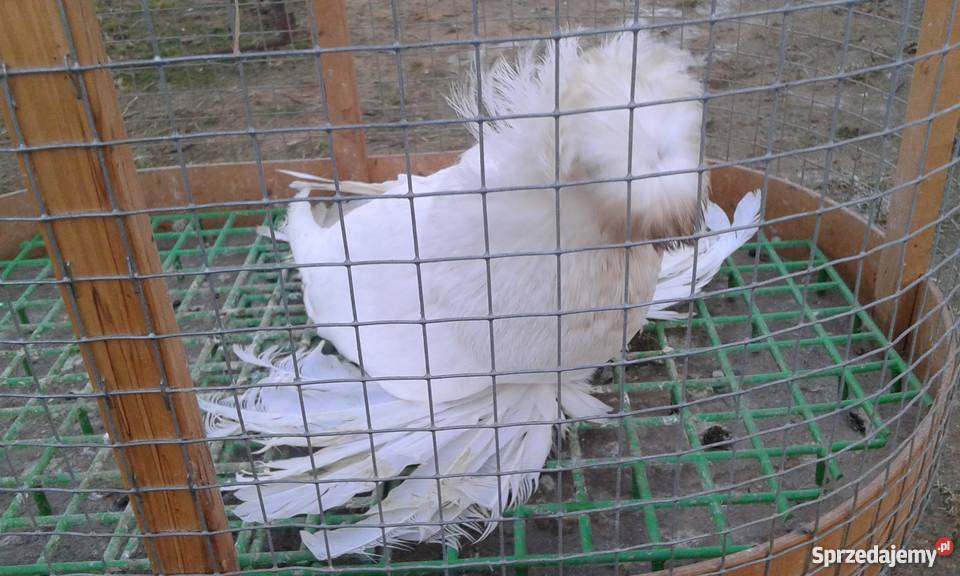 Turkot bucharski Mogielnica