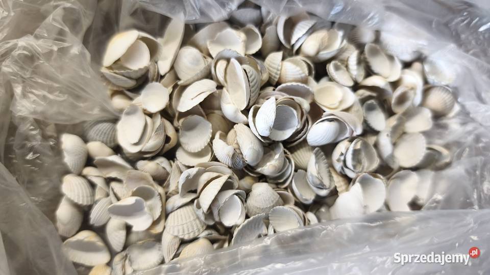 Muszelki różne rodzaje Pozostałe wielkopolskie Swarzędz