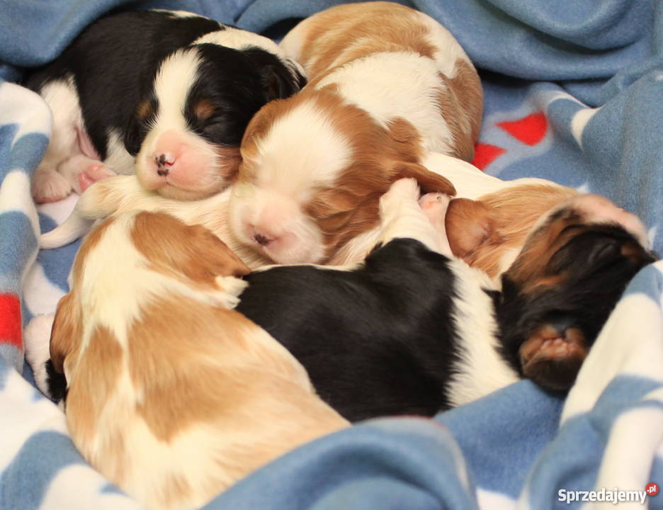 Cavalierki cavalier king charles spaniel
